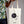 Free Gift - CANVAS® Create Today Tote Bag